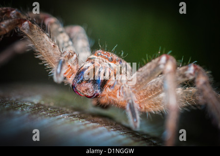 Il Badge Spider o scudo Huntsman, Queensland, Australia Foto Stock