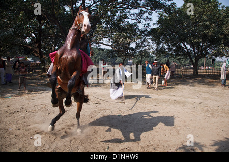 Equitazione al mercato del bestiame a Sonepur Mela, Bihar, in India Foto Stock
