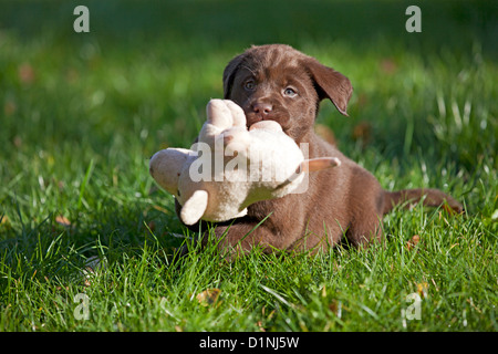 Brown Labrador Retriever cucciolo con giocattolo morbido Foto Stock