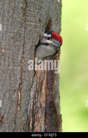 Giovani Picchio rosso maggiore (Dendrocopos major) Foto Stock