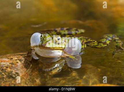 Acqua / rana Rana esculenta Foto Stock