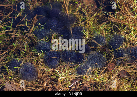 Frogspawn nel lago a molla Foto Stock