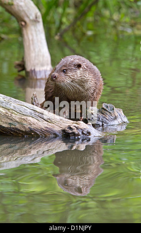 Lontra europea / Lutra lutra Foto Stock