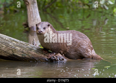 Lontra europea / Lutra lutra Foto Stock