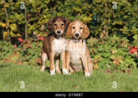 Cane Saluki / Levriero Persiano due cuccioli in erba Foto Stock