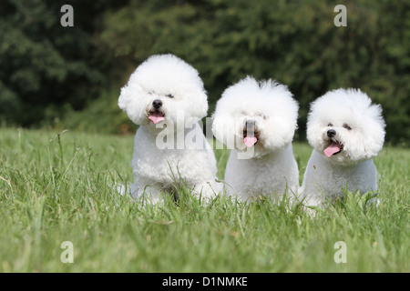 Cane Bichon Frise tre adulti seduti sull'erba Foto Stock