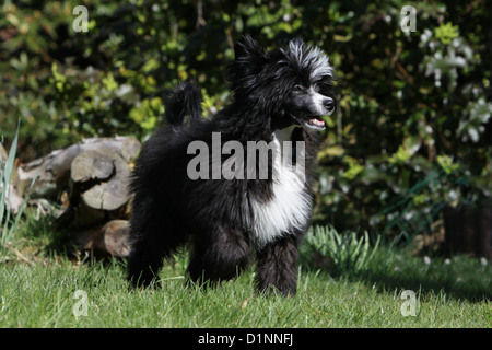 Cane Chinese Crested Dog Foto Stock