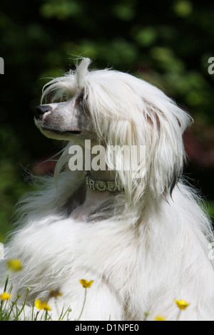 Cane crestato cinese cane adulto profilo verticale Foto Stock
