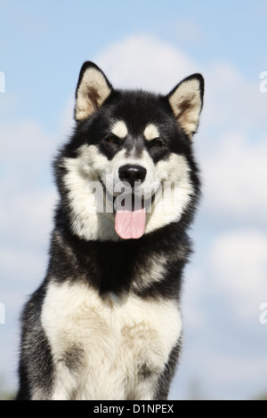 Cane Alaskan Malamute adulto ritratto Foto Stock