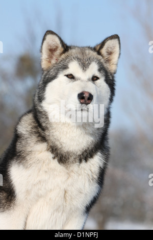 Cane Alaskan Malamute adulto ritratto Foto Stock