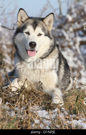 Cane Alaskan Malamute adulto giacente nella neve Foto Stock