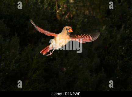 Femmina cardinale settentrionale (Cardinalis cardinalis) battenti (Georgia, USA). Foto Stock