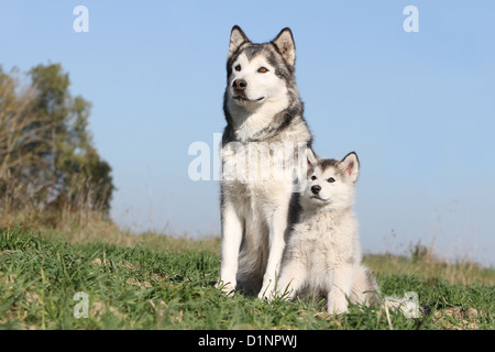 Cane Alaskan Malamute adulto e cucciolo di seduta Foto Stock