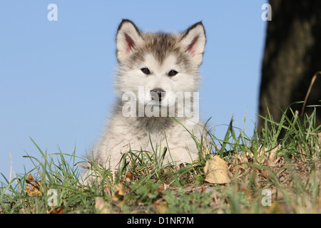 Cane Alaskan Malamute cucciolo sdraiato su un prato Foto Stock