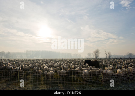 L'Italia, Lombardia, Castelletto di Cuggiono, gregge di ovini Foto Stock