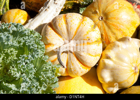 Zucche in un astratto naturale con i colori dell'autunno Foto Stock