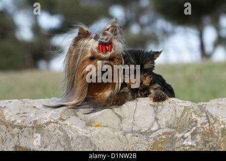 Cane Yorkshire Terrier adulto e cucciolo sdraiato su una roccia Foto Stock