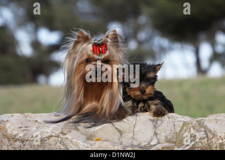 Cane Yorkshire Terrier adulto e cucciolo sdraiato su una roccia Foto Stock