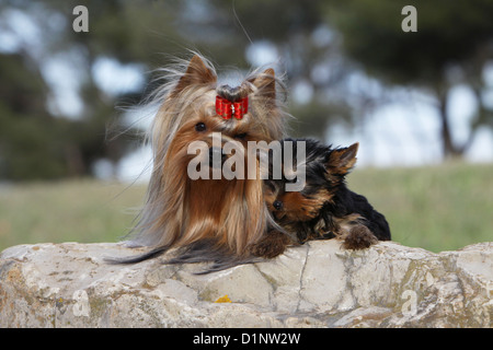 Cane Yorkshire Terrier adulto e cucciolo sdraiato su una roccia Foto Stock