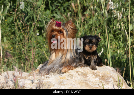 Cane Yorkshire Terrier adulto e cucciolo Foto Stock