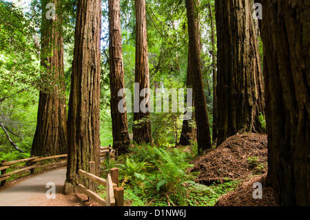 Redwoods nel Muir Woods National Monument, CALIFORNIA, STATI UNITI D'AMERICA Foto Stock