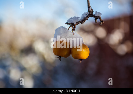 Neve sulle mele di granchio Foto Stock