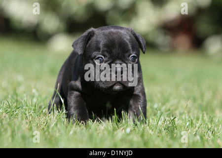 Cane bulldog francese / Bouledogue Français brindle cucciolo in piedi in erba Foto Stock
