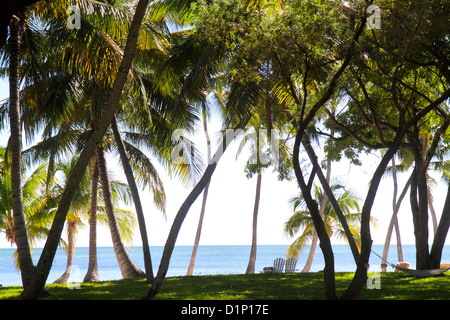 Florida Florida Florida Keys, US Highway Route 1 One, Overseas Highway, Upper Matecombe Key, Islamorada, The Moorings Village and & Spa, resort, giardini, Atlantic Oce Foto Stock