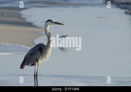 Captiva Island Florida sul golfo del Messico è una popolare destinazione turistica con ristoranti spiagge e raccolta della shell Foto Stock