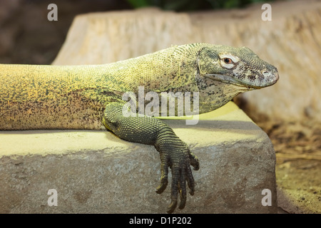 Drago di Komodo (Varanus komodoensis), Randers Regnskov zoo, Randers, Danimarca Foto Stock