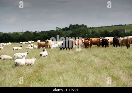 Bestiame e pecore al pascolo su pascolo stesso. Regno Unito. Foto Stock