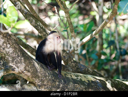 Wild White-Faced scimmia cappuccino nel Parco Nazionale di Manuel Antonio, Costa Rica Foto Stock