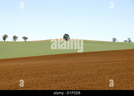 Terreni agricoli nel sud-ovest del Nuovo Galles del Sud, Australia Foto Stock