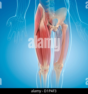 I muscoli delle gambe, artwork Foto Stock