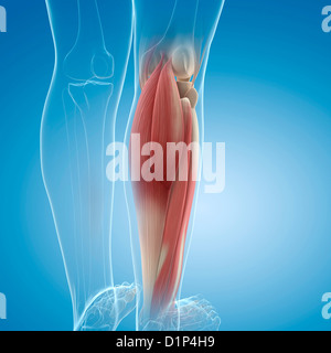 I muscoli della parte inferiore delle gambe, artwork Foto Stock