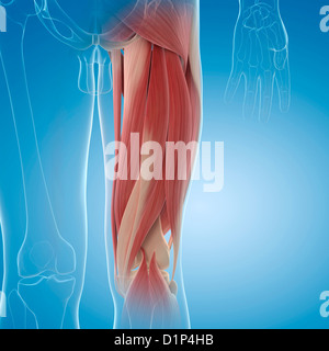 I muscoli delle gambe, artwork Foto Stock