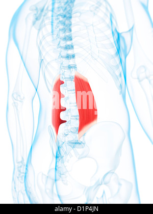 Parte inferiore della schiena muscoli, artwork Foto Stock