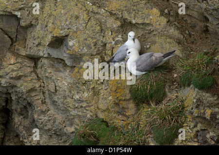 Fulmar, Fulmarus glacialis, sulla scogliera di Hells bocca, vicino Gwithian, Cornwall, Regno Unito Foto Stock