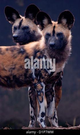 Lycaon pictus è un canin si trovano solo in Africa, specialmente nelle savane e leggermente le superfici boschive. È variamente chiamato Afric Foto Stock