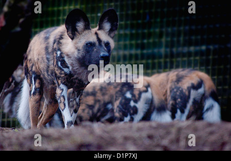 Lycaon pictus è un cane che si trova solo in Africa, specialmente nelle savane e leggermente le superfici boschive. Foto Stock