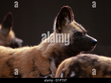 Lycaon pictus è un canin si trovano solo in Africa, specialmente nelle savane e leggermente le superfici boschive. È variamente chiamato il capo Foto Stock