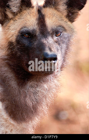 Lycaon pictus è un cane che si trova solo in Africa, specialmente nelle savane e leggermente le superfici boschive. Foto Stock