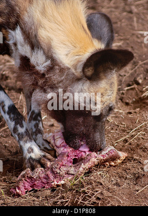 Lycaon pictus è un canino foundonly in Africa, specialmente nelle savane e leggermente le superfici boschive. È variamente chiamato il capo Foto Stock