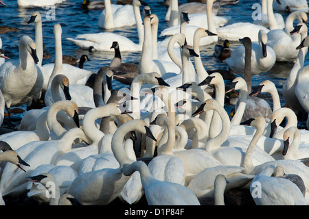 Grande gruppo di Trumpeter Swans Foto Stock