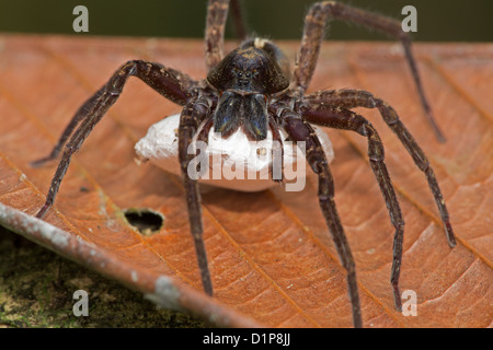 Vivaio spider web, famiglia Pisauridae, la foresta pluviale tropicale, Costa Rica, che porta uovo sac Foto Stock