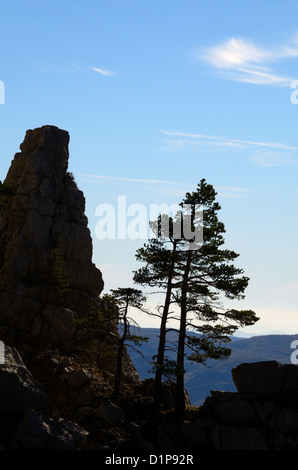Contorno o silhouette di Pine Tree and Rock Outcrop di Cadières de Brandis Arrocchi vicino Castellane Verdon Gorge Provenza Francia Foto Stock
