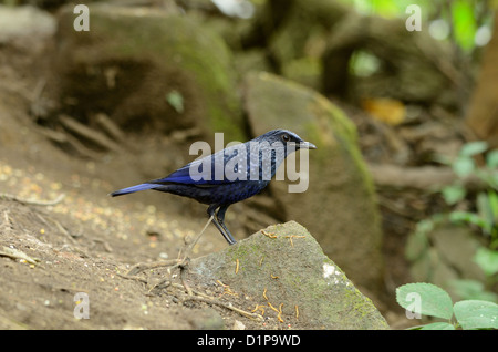 Bella blu sibilo tordo (Myiophoneus caeruleus) nella foresta thailandese Foto Stock