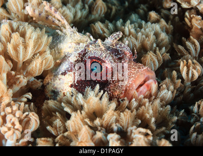 Un Leone Nani con un flash di tipo starburst nel suo occhio si nasconde tra i coralli morbidi su un reef tropicali Foto Stock