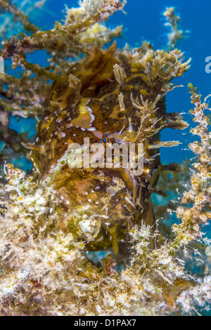 Una Rana pescatrice Sargassum giace in attesa su un pezzo di drifting di alghe. Foto Stock