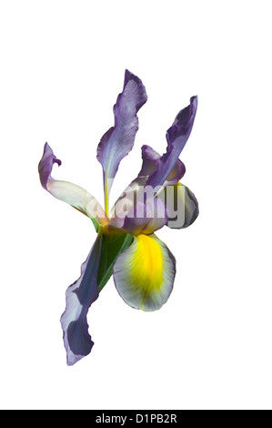 'Iris xiphium' viola e giallo olandese Iris Foto Stock